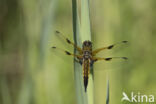 Viervlek (Libellula quadrimaculata)