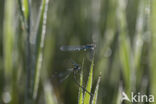 Variabele waterjuffer (Coenagrion pulchellum)