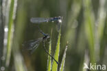 Variable Damselfly (Coenagrion pulchellum)