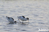 Pied Avocet (Recurvirostra avosetta)