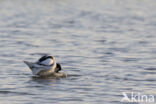 Pied Avocet (Recurvirostra avosetta)