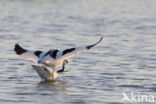 Pied Avocet (Recurvirostra avosetta)