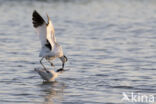 Pied Avocet (Recurvirostra avosetta)