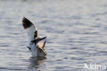 Pied Avocet (Recurvirostra avosetta)