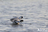 Pied Avocet (Recurvirostra avosetta)