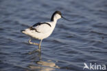 Pied Avocet (Recurvirostra avosetta)