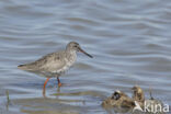 Common Redshank (Tringa totanus)