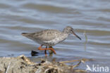 Common Redshank (Tringa totanus)