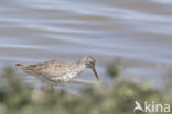 Common Redshank (Tringa totanus)