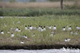 Zwartkopmeeuw (Larus melanocephalus)