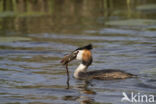 Great Crested Grebe (Podiceps cristatus)