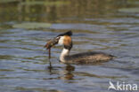 Great Crested Grebe (Podiceps cristatus)