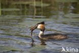 Great Crested Grebe (Podiceps cristatus)