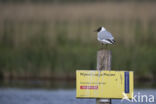 Black-headed Gull (Larus ridibundus)