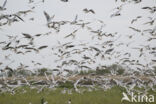 Black-headed Gull (Larus ridibundus)