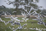 Zwartkopmeeuw (Larus melanocephalus)