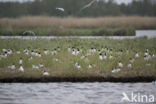 Zwartkopmeeuw (Larus melanocephalus)