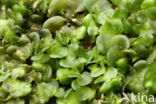 Helm roestmos (Frullania dilatata)
