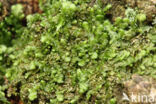 Dilated Scalewort (Frullania dilatata)