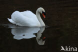 Knobbelzwaan (Cygnus olor)