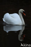 Knobbelzwaan (Cygnus olor)