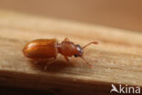 foreign grain beetle (Ahasverus advena)