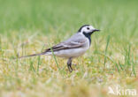 Witte Kwikstaart (Motacilla alba)