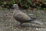 Turkse Tortel (Streptopelia decaocto)