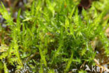 Pointed Spear-moss (Calliergonella cuspidata)