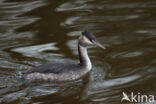 Great Crested Grebe (Podiceps cristatus)