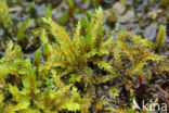 tree climacium moss (Climacium dendroides)