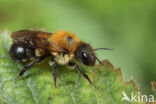 Bosmetselbij (Osmia uncinata)