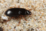 Kleine Duinkruiper (Harpalus xanthopus)