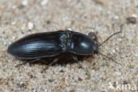 Selatosomus aeneus