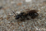 Duingroefbij (Lasioglossum tarsatum)