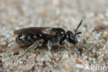 Duingroefbij (Lasioglossum tarsatum)