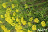 Cypress Spurge (Euphorbia cyparissias)