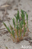 Zanddoddegras (Phleum arenarium)