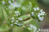 Gewone veldsla (Valerianella locusta)