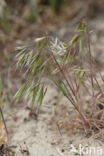 Zwenkdravik (Anisantha tectorum)