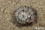 Wrinkled Snail (Candidula intersecta)