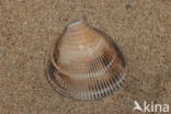 Smooth Cockle (Laevicardium crassum)