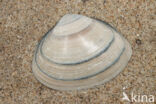 Thick Trough-shell (Spisula solida)