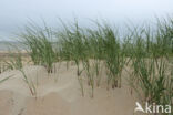 Marram (Ammophila arenaria)