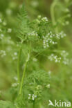 Bur Chervil (Anthriscus caucalis)