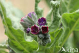 Hound s tongue (Cynoglossum officinale)