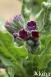 Hound s tongue (Cynoglossum officinale)