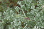 Duinaveruit (Artemisia campestris subsp. maritima)