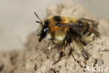 Mooie sachembij (Anthophora aestivalis)