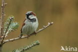 Huismus (Passer domesticus)